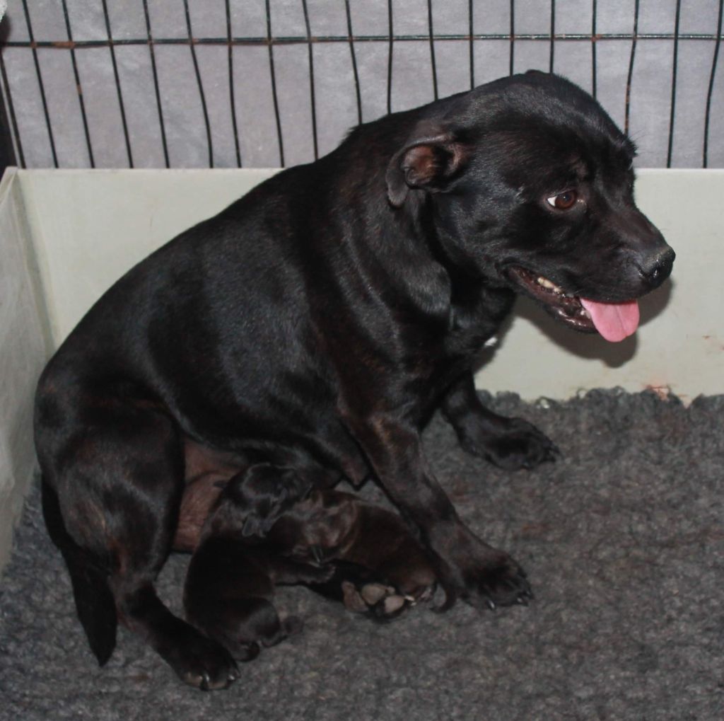 Des Fées Noires - Staffordshire Bull Terrier - Portée née le 18/04/2020
