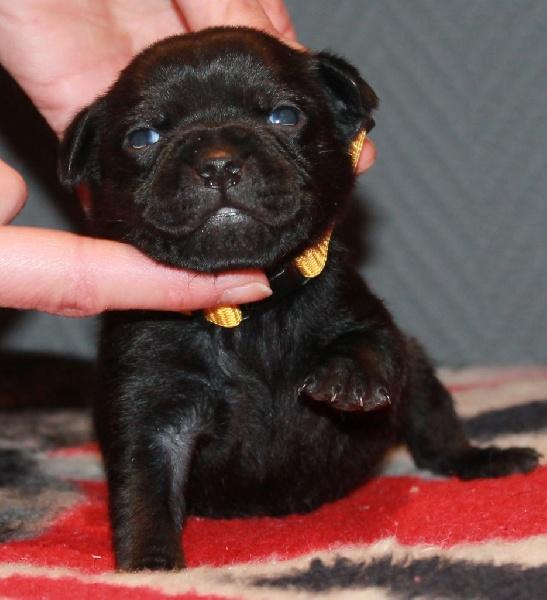 My little Bomber des Fées Noires x Kegs on legs French Kiss