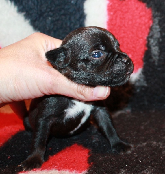 Jamie Lee des Fées noires X Ginstean Prince Louie