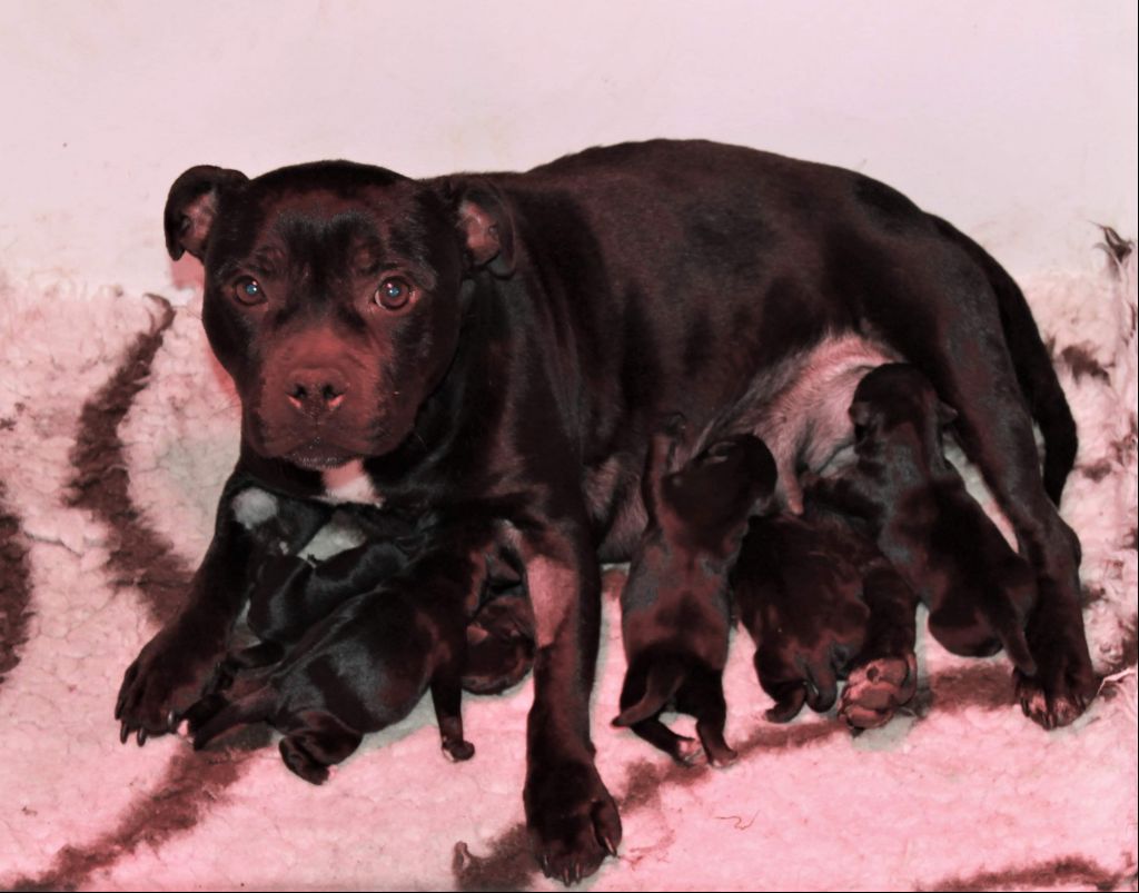 Des Fées Noires - Staffordshire Bull Terrier - Portée née le 26/03/2020