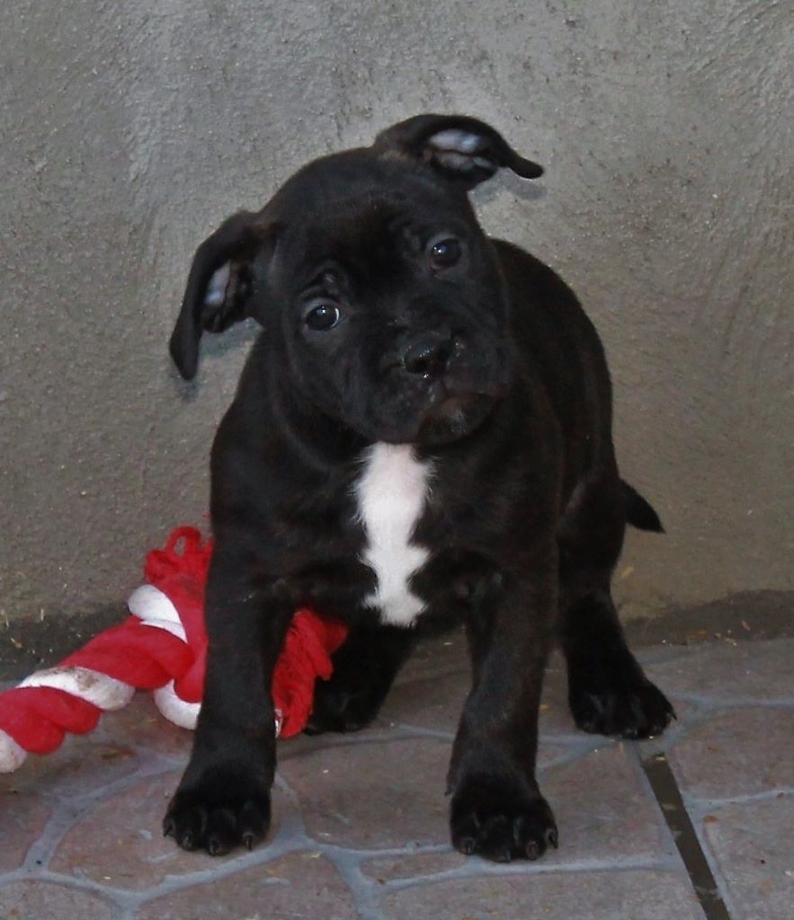 Des Fées Noires - Staffordshire Bull Terrier - Portée née le 25/11/2017
