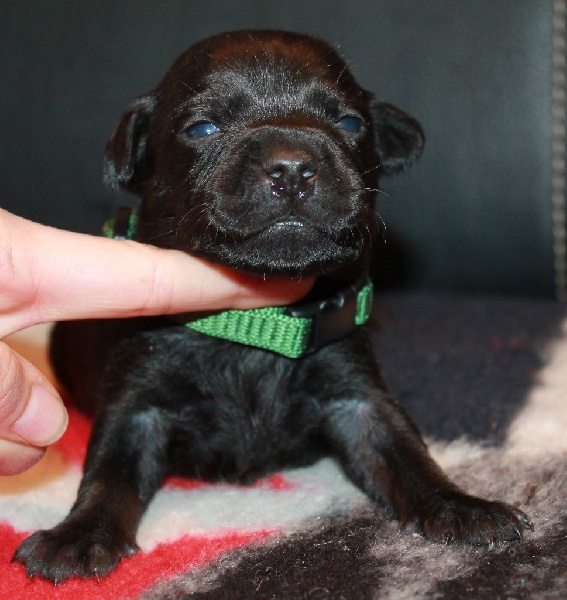 Des Fées Noires - Staffordshire Bull Terrier - Portée née le 13/03/2015