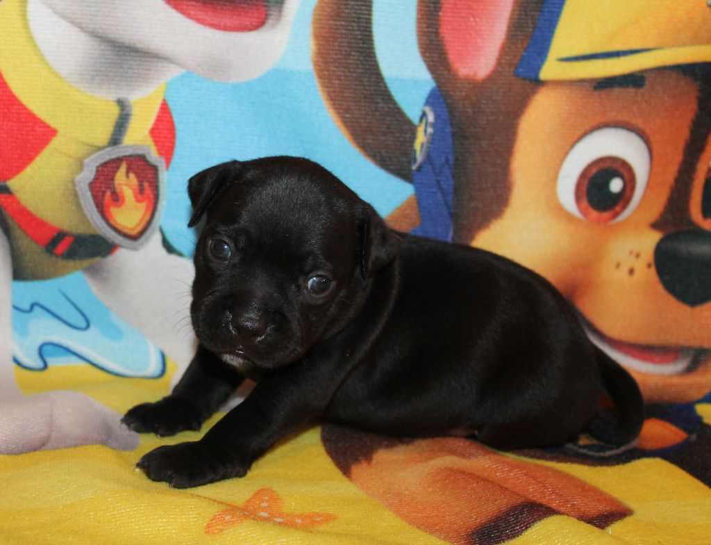 Des Fées Noires - Staffordshire Bull Terrier - Portée née le 02/09/2019