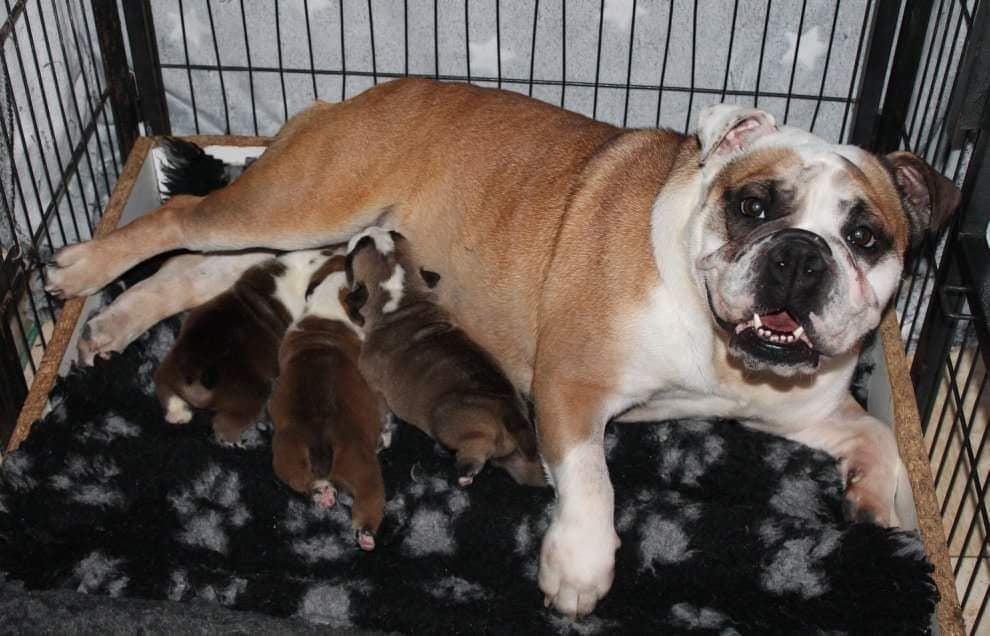 Chiot Bulldog Anglais Des Fées Noires