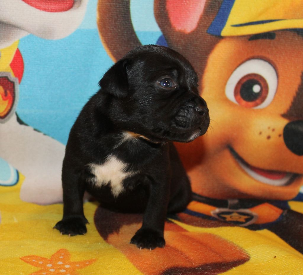 Des Fées Noires - Staffordshire Bull Terrier - Portée née le 02/09/2019