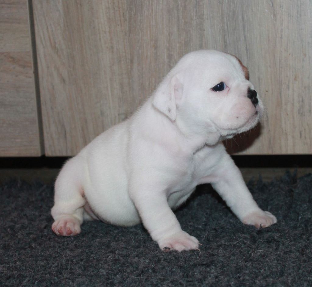 Chiot Bulldog Anglais Des Fées Noires